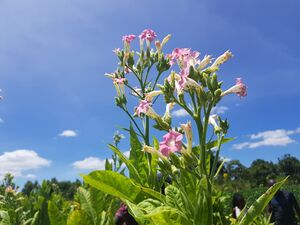 Tobacco flowers-2019-03-11.jpg
