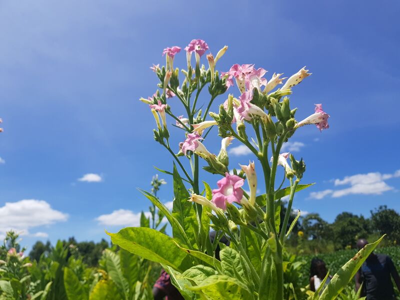 File:Tobacco flowers-2019-03-11.jpg