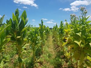 Tobacco farm.jpg