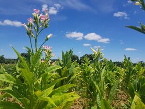 Tobacco plant flowering.jpg