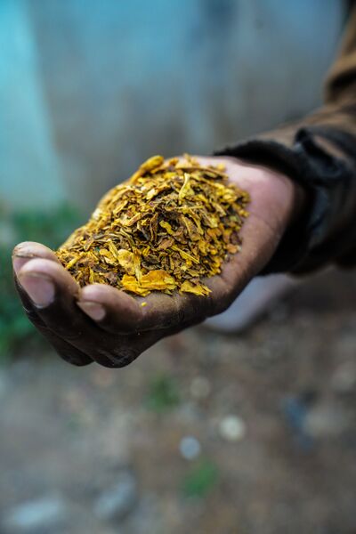 File:Cured tobacco, Zambia.jpg