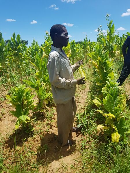 File:Tobacco farmer.jpg