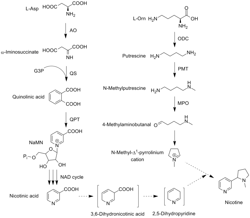 File:Nicotine biosynthesis june 2012.png