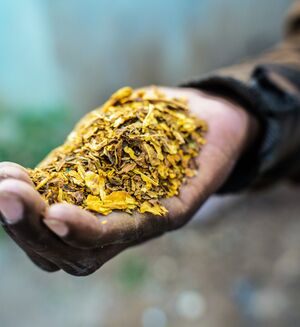 Cured tobacco Zambia.jpg