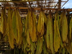 Tobacco farm visit, 2019 Malawi - 54579810299.jpg