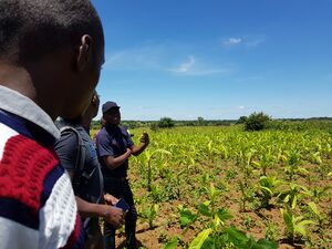 Tobacco farm visit, 2019 Malawi - 54579957825.jpg